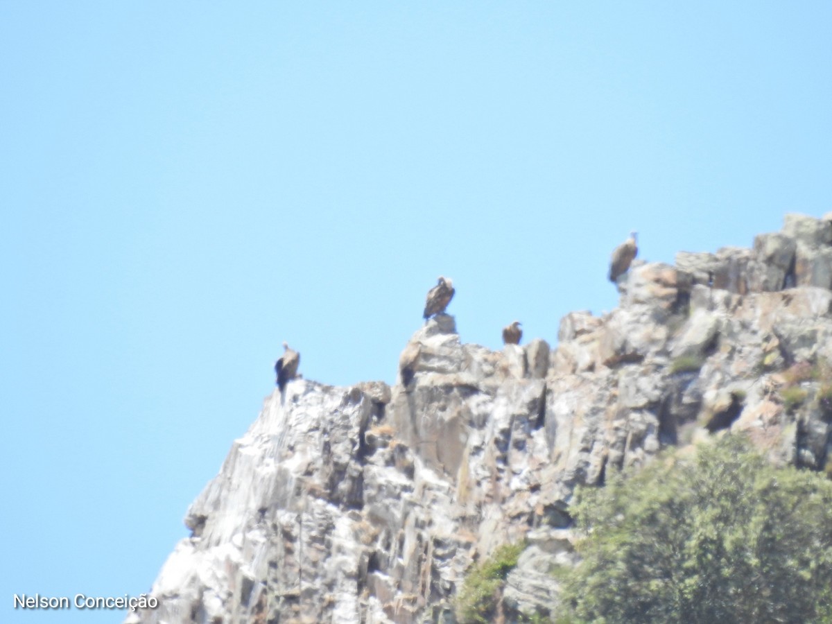 Eurasian Griffon - Nelson Conceição