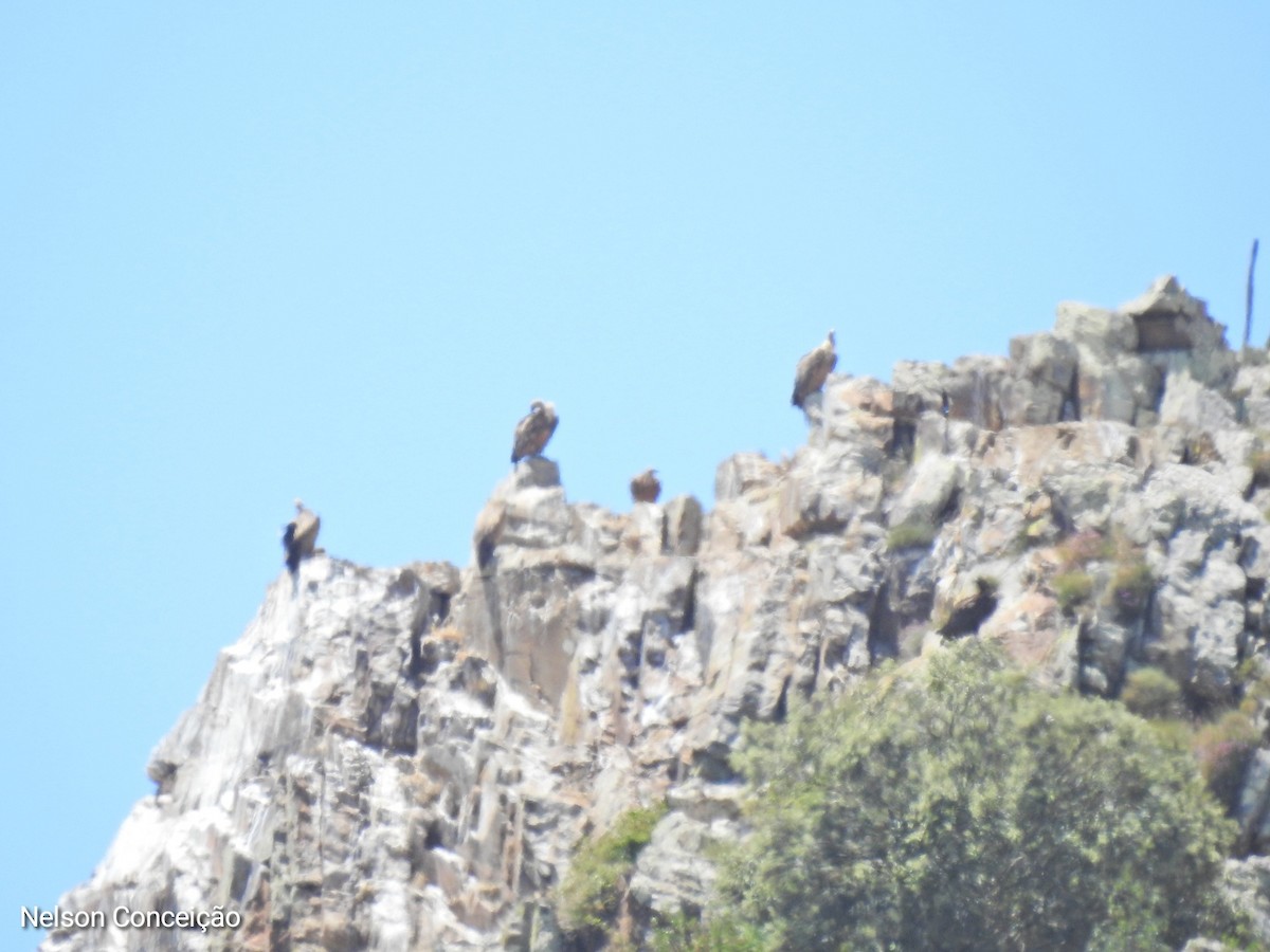 Eurasian Griffon - Nelson Conceição