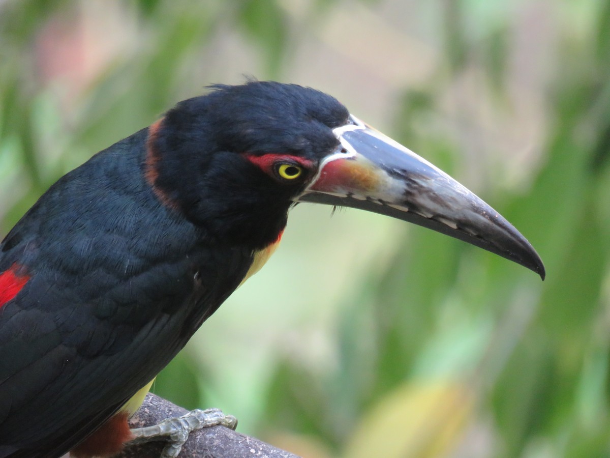 Collared Aracari - Sam Holcomb