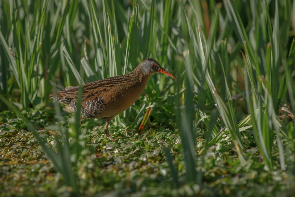 Virginia Rail - Eric Spink