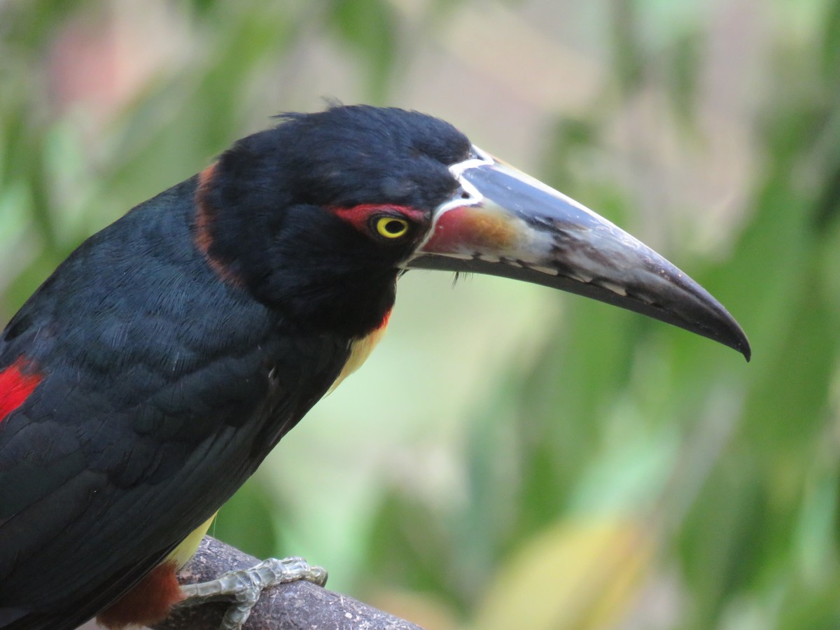 Collared Aracari - Sam Holcomb