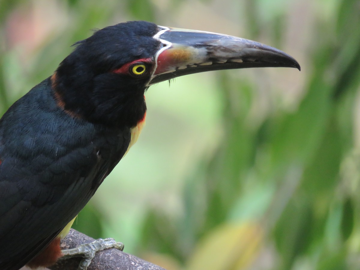 Collared Aracari - Sam Holcomb