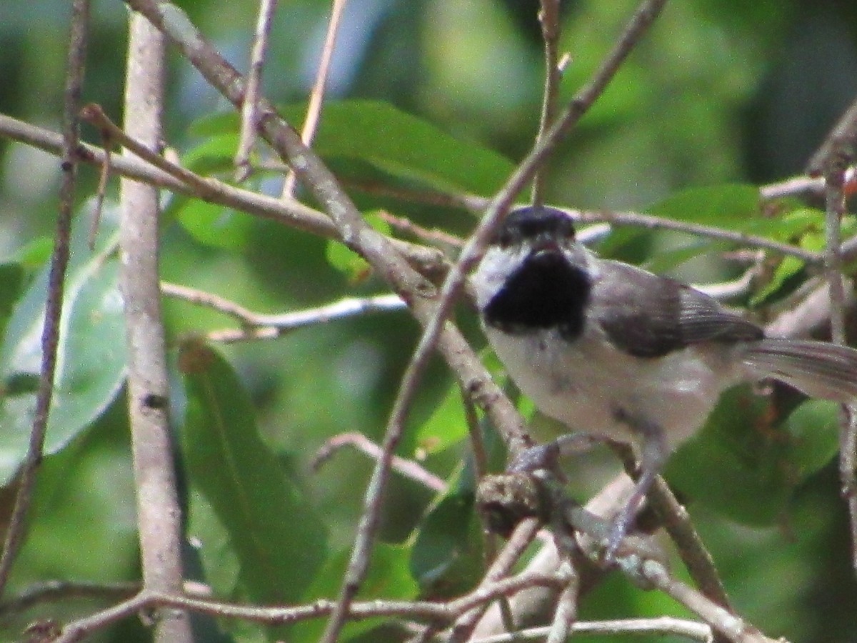 Carolina Chickadee - ML619637524