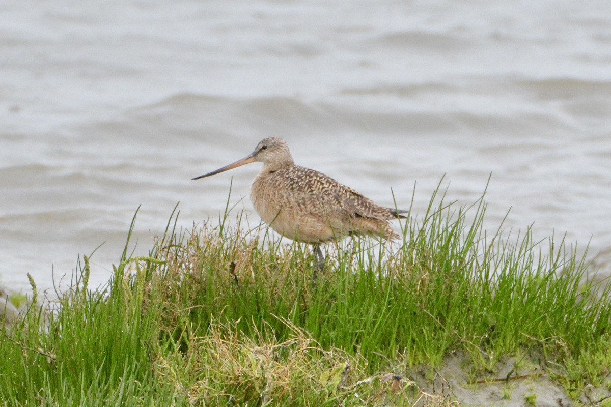 Marbled Godwit - lise owens