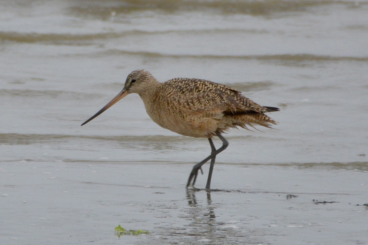 Marbled Godwit - lise owens