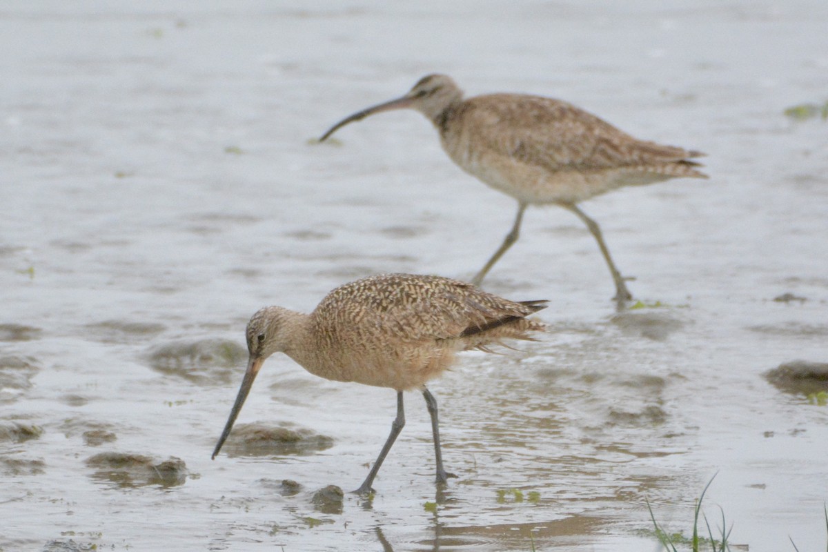 Marbled Godwit - lise owens