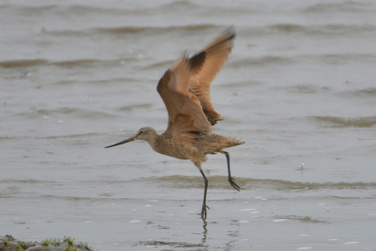 Marbled Godwit - lise owens