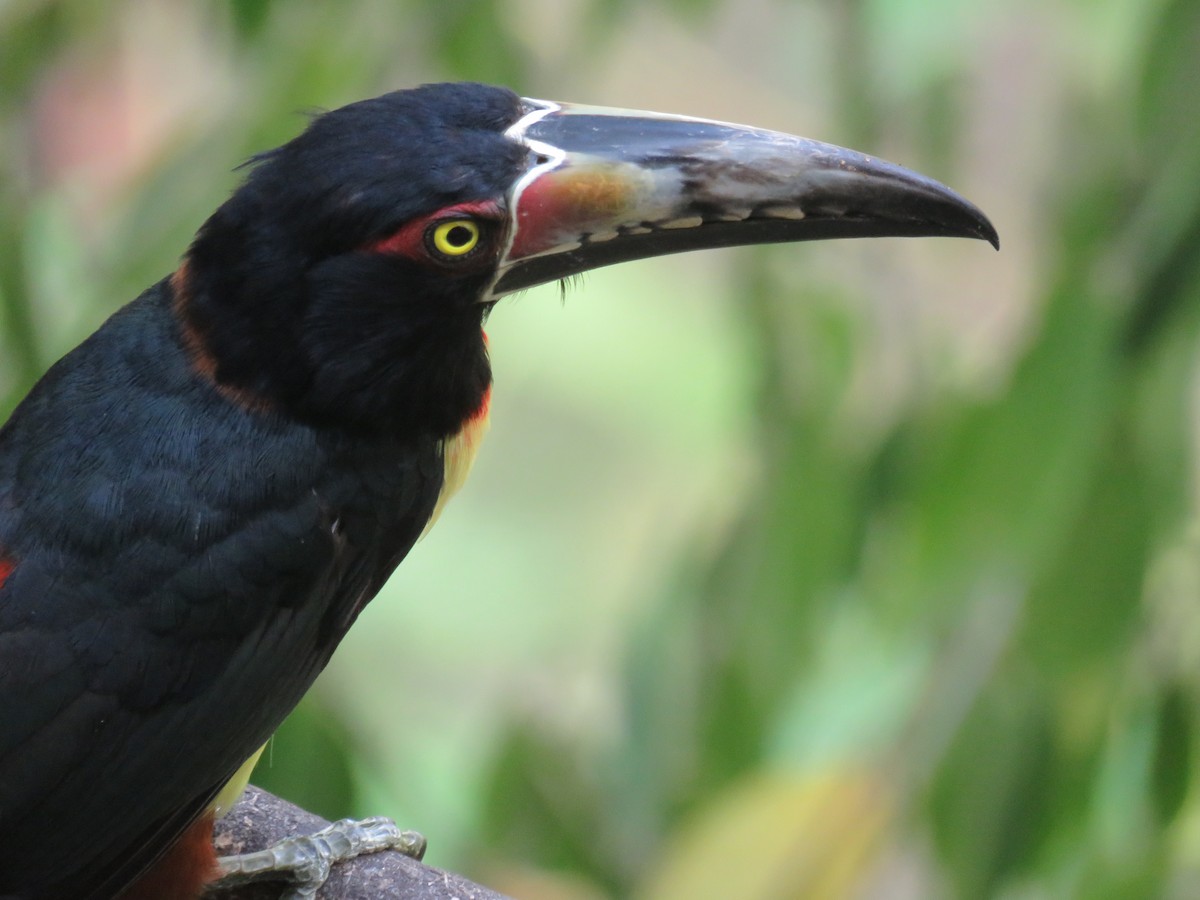 Collared Aracari - Sam Holcomb