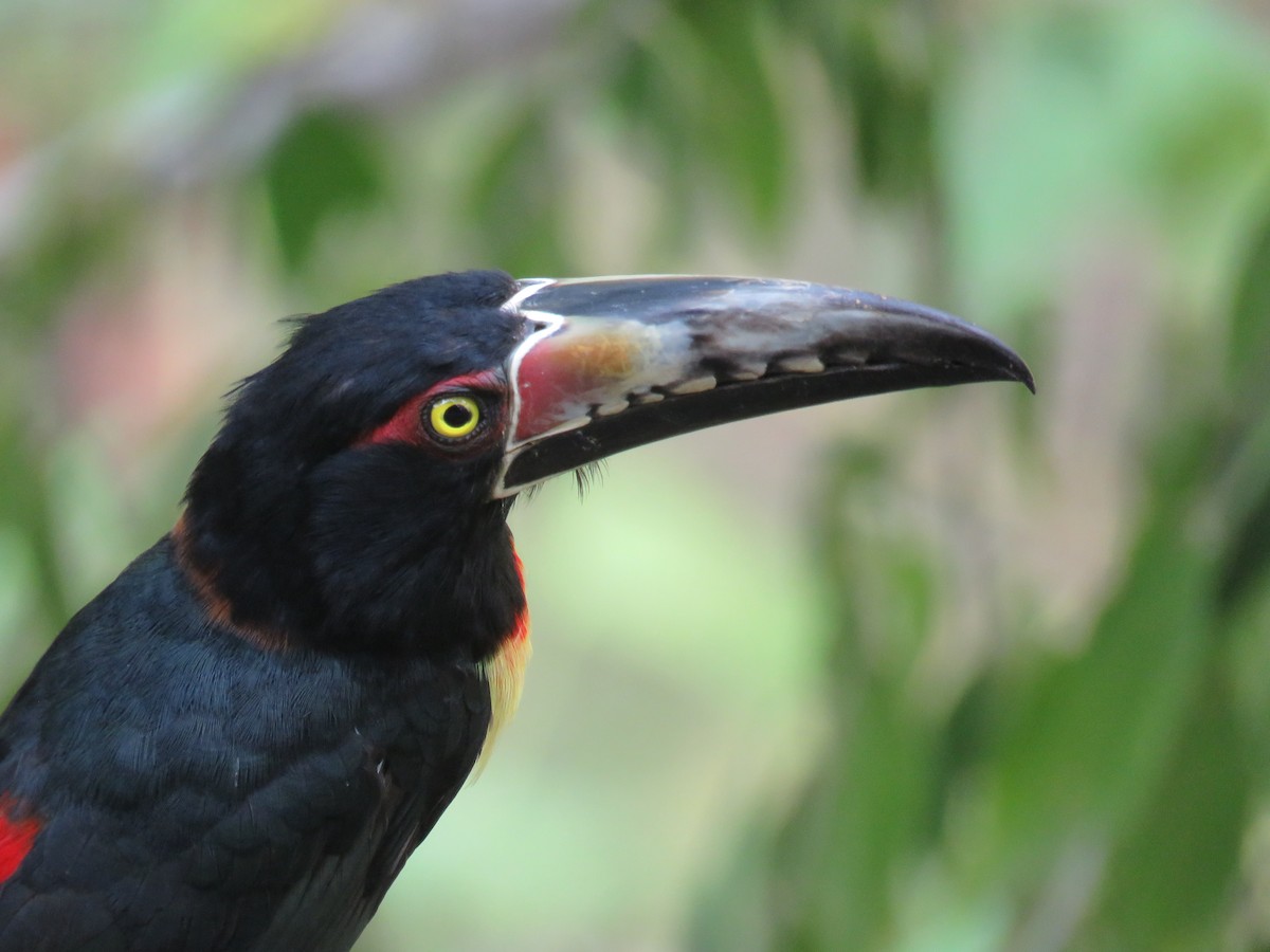 Collared Aracari - Sam Holcomb