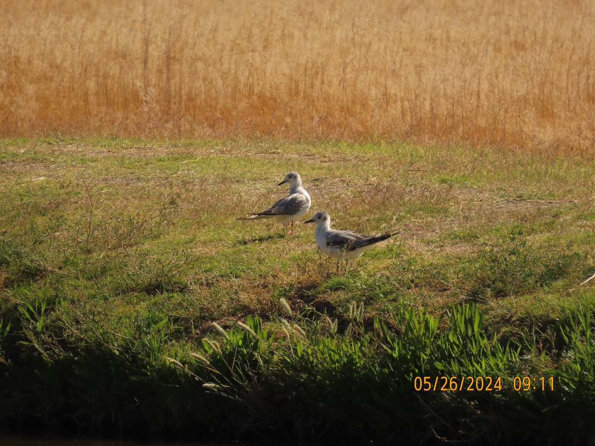 Bonaparte's Gull - ML619637543