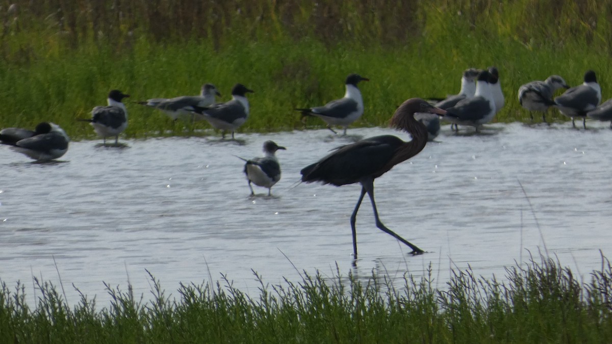 Reddish Egret - ML619637544