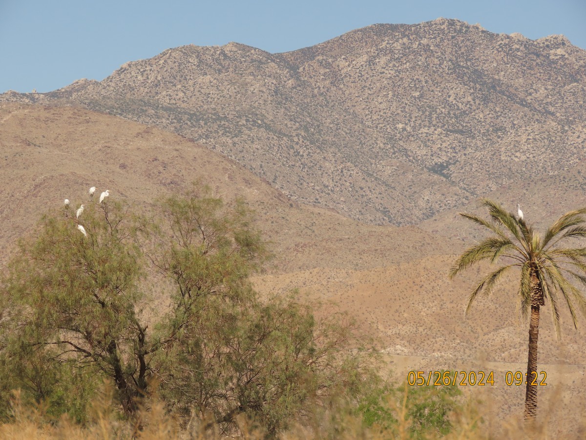 Great Egret - ML619637550