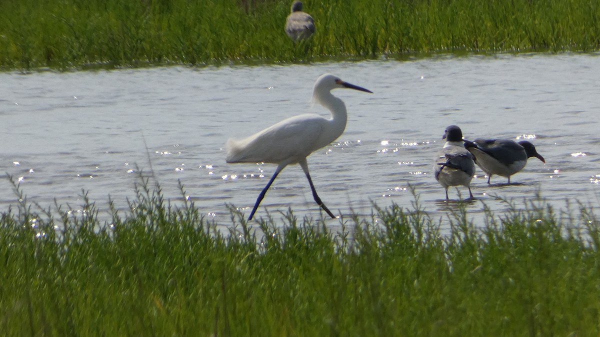 Snowy Egret - ML619637574