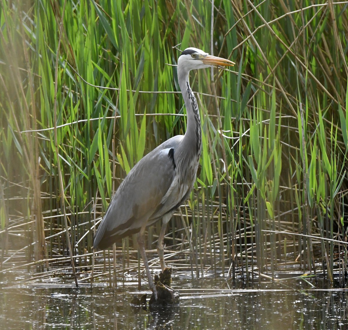 Gray Heron (Gray) - A Emmerson