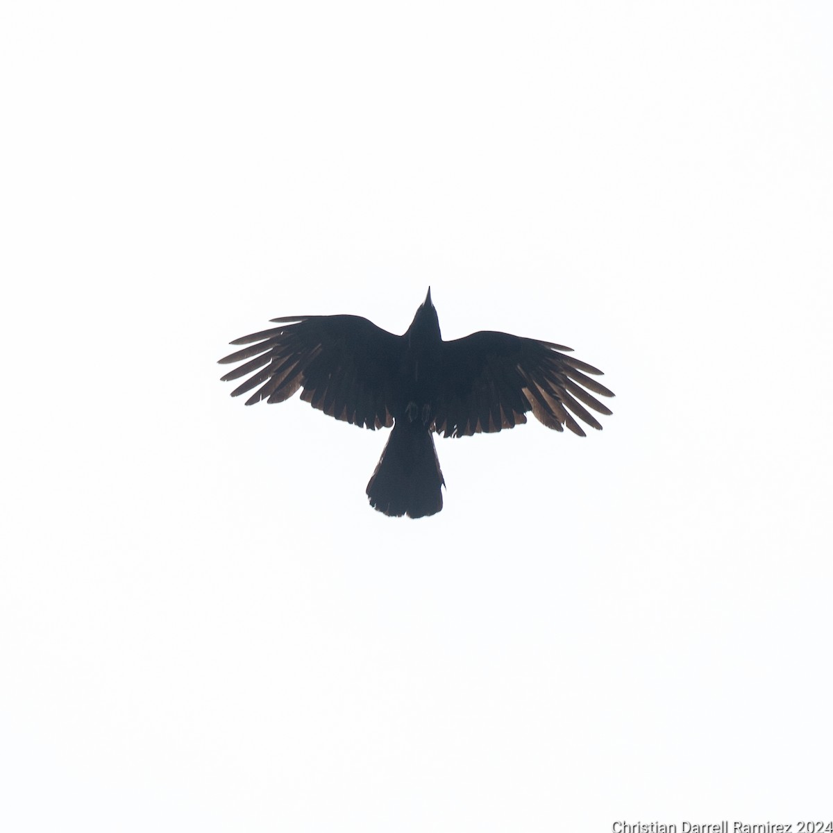 American Crow - ML619637583