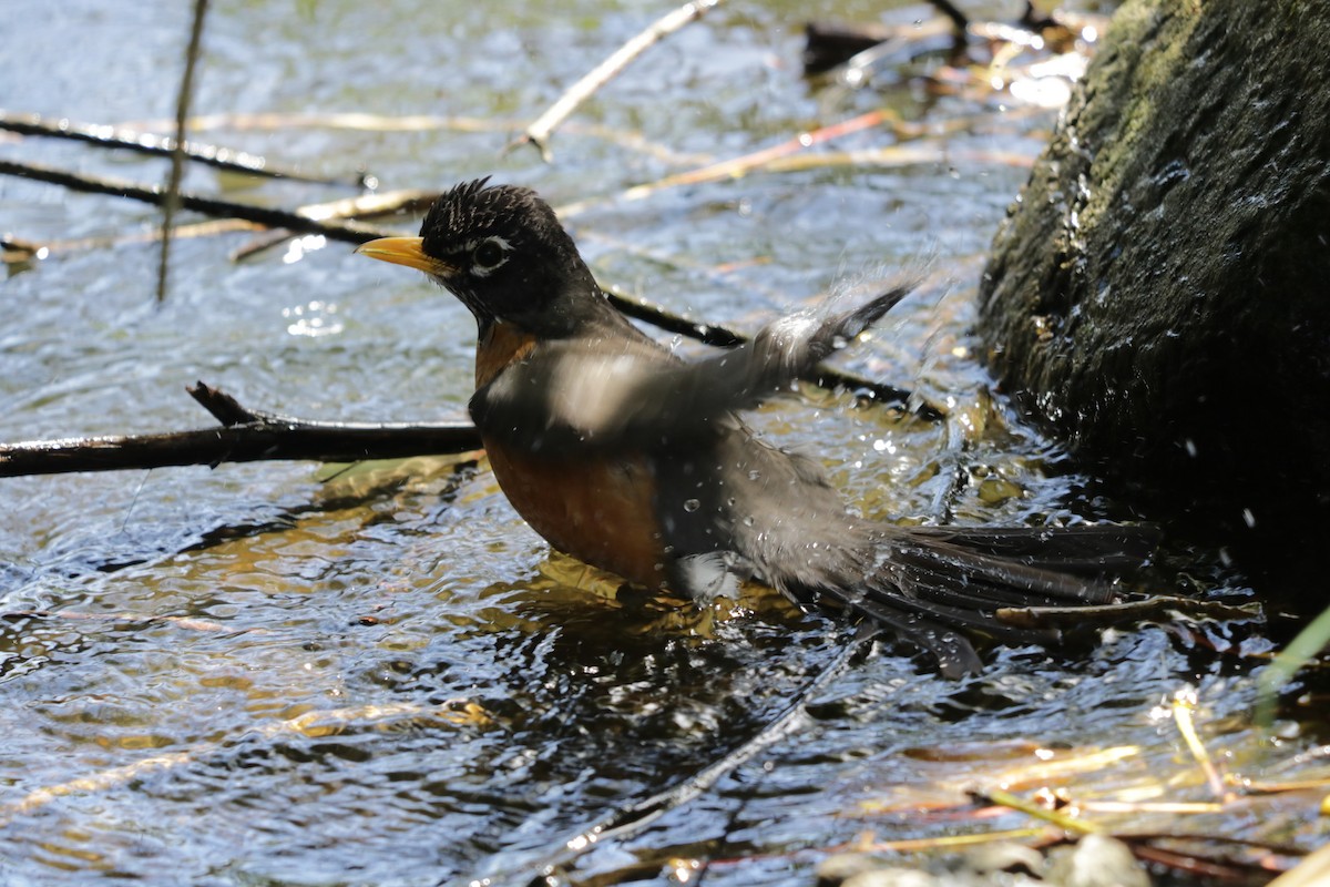 American Robin - ML619637588