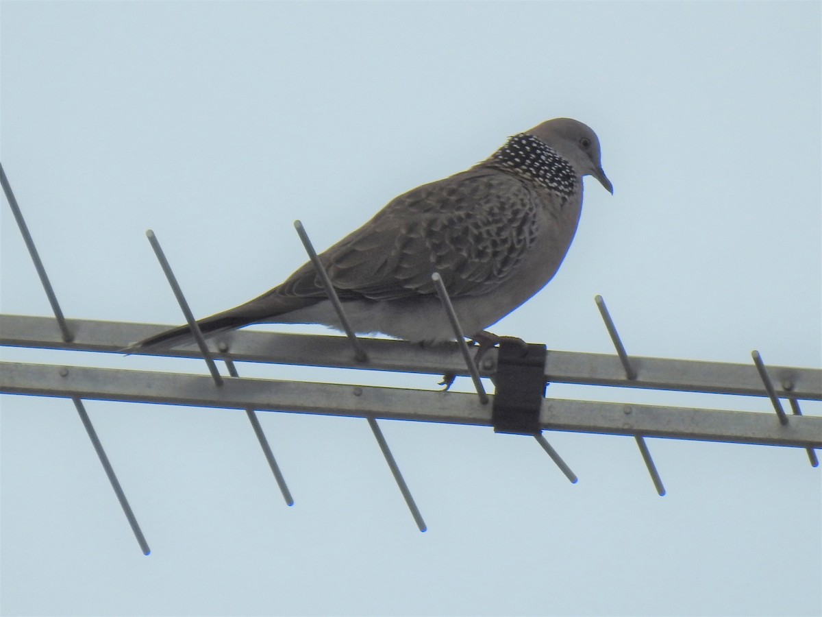 Spotted Dove - Monica Mesch