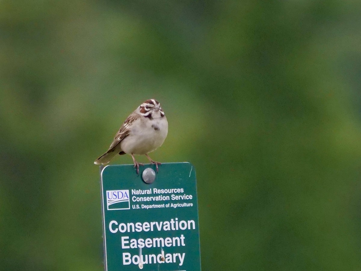 Lark Sparrow - Gregory Hejnar