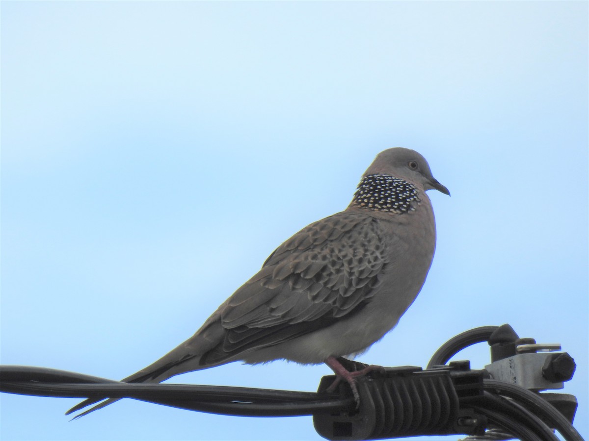 Spotted Dove - Monica Mesch