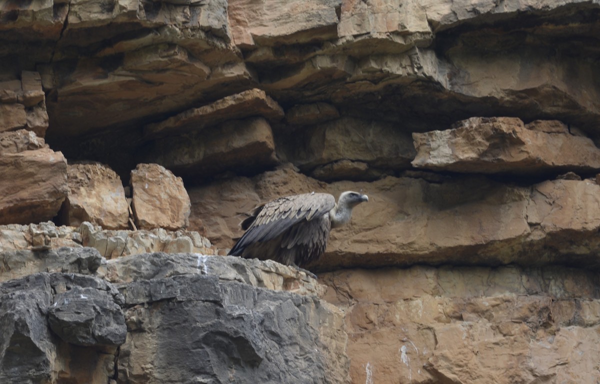 Eurasian Griffon - Dominique Blanc