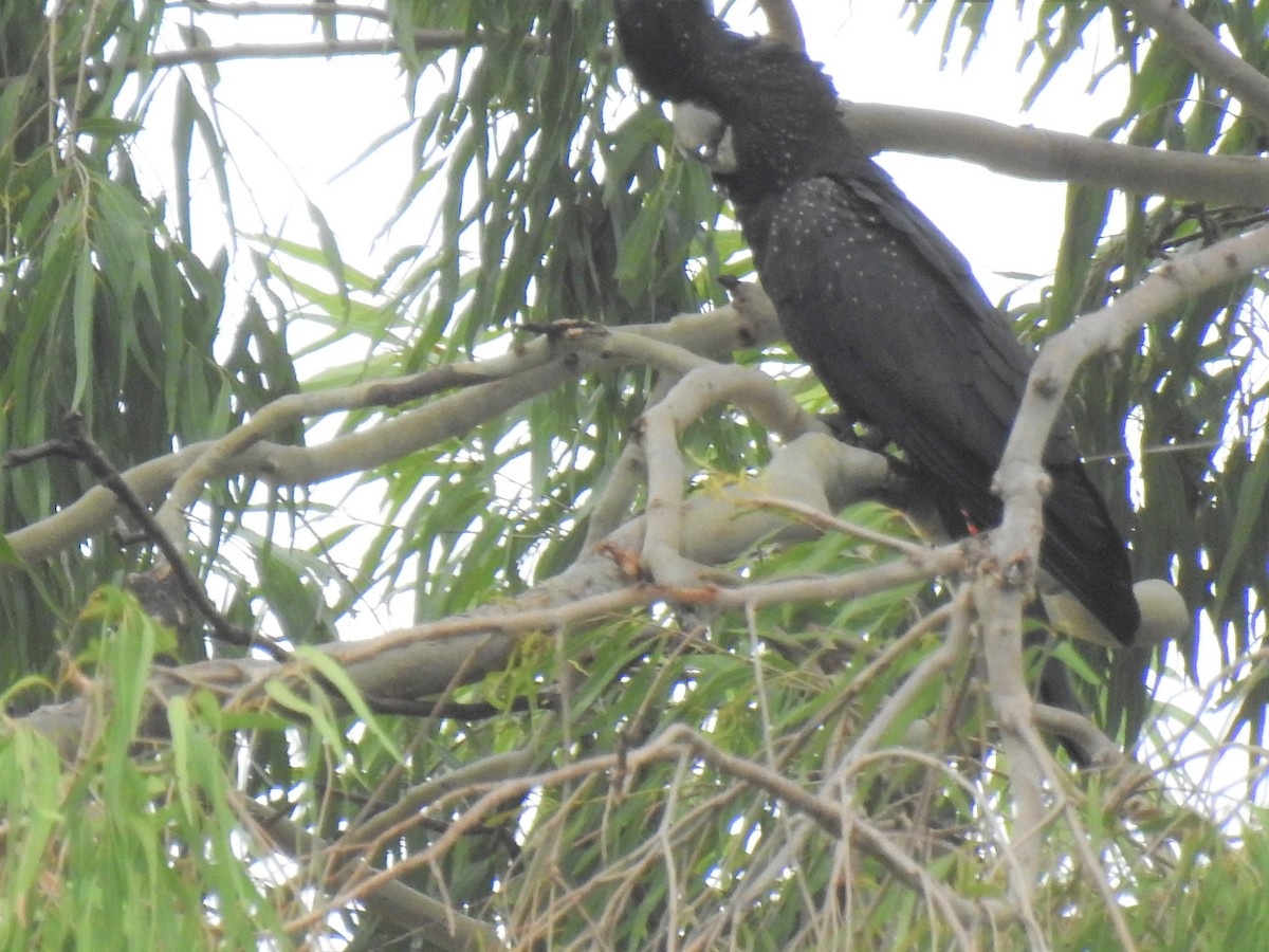 Red-tailed Black-Cockatoo - Monica Mesch