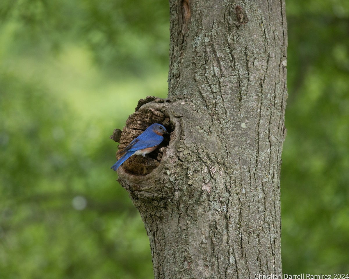 Eastern Bluebird - Christian Ramirez