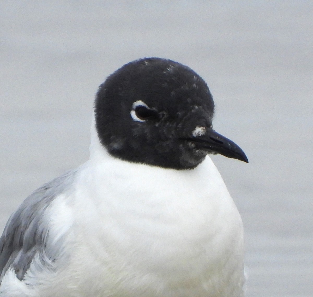 Bonaparte's Gull - Lynn Scarlett