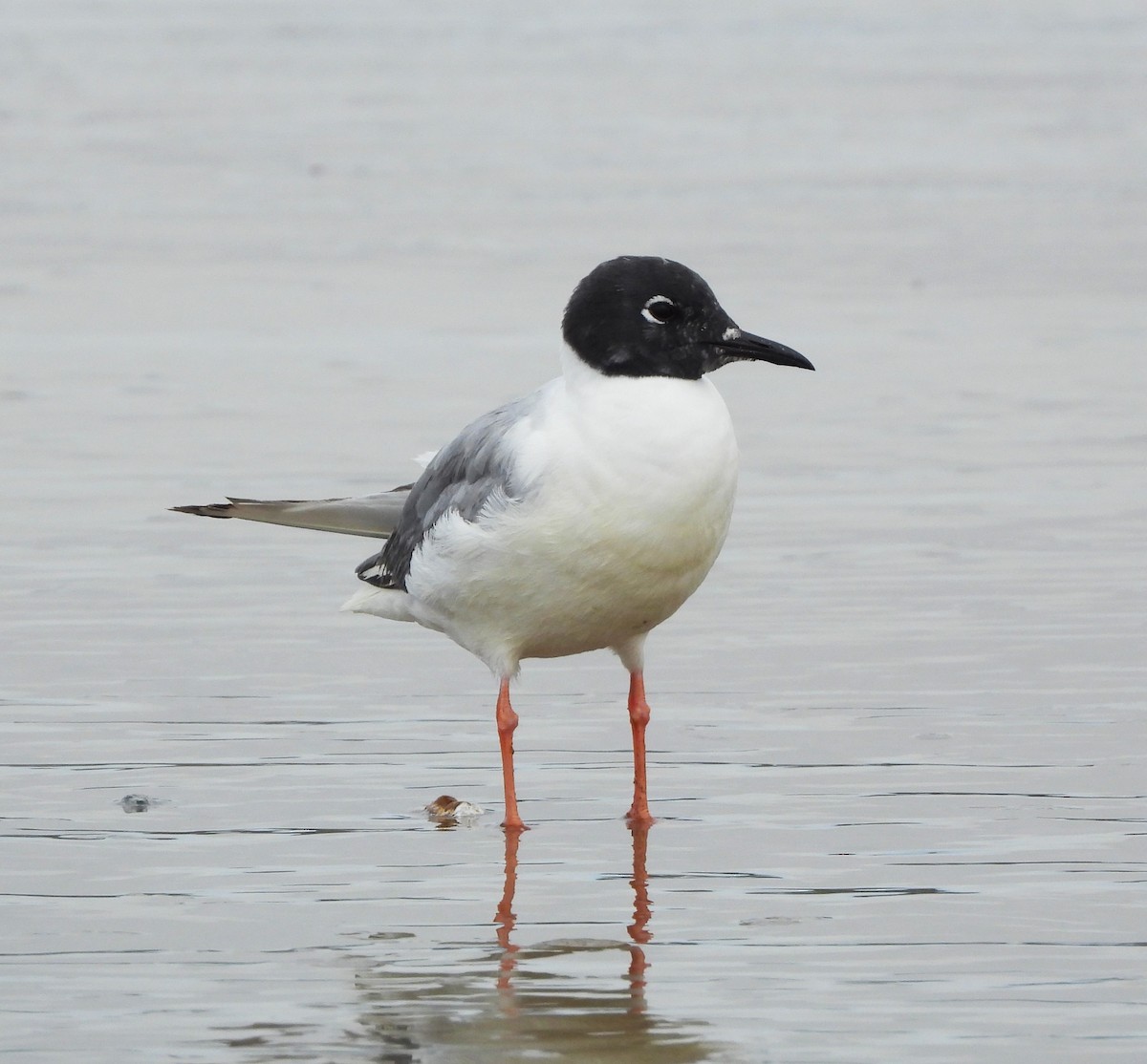 Bonaparte's Gull - Lynn Scarlett