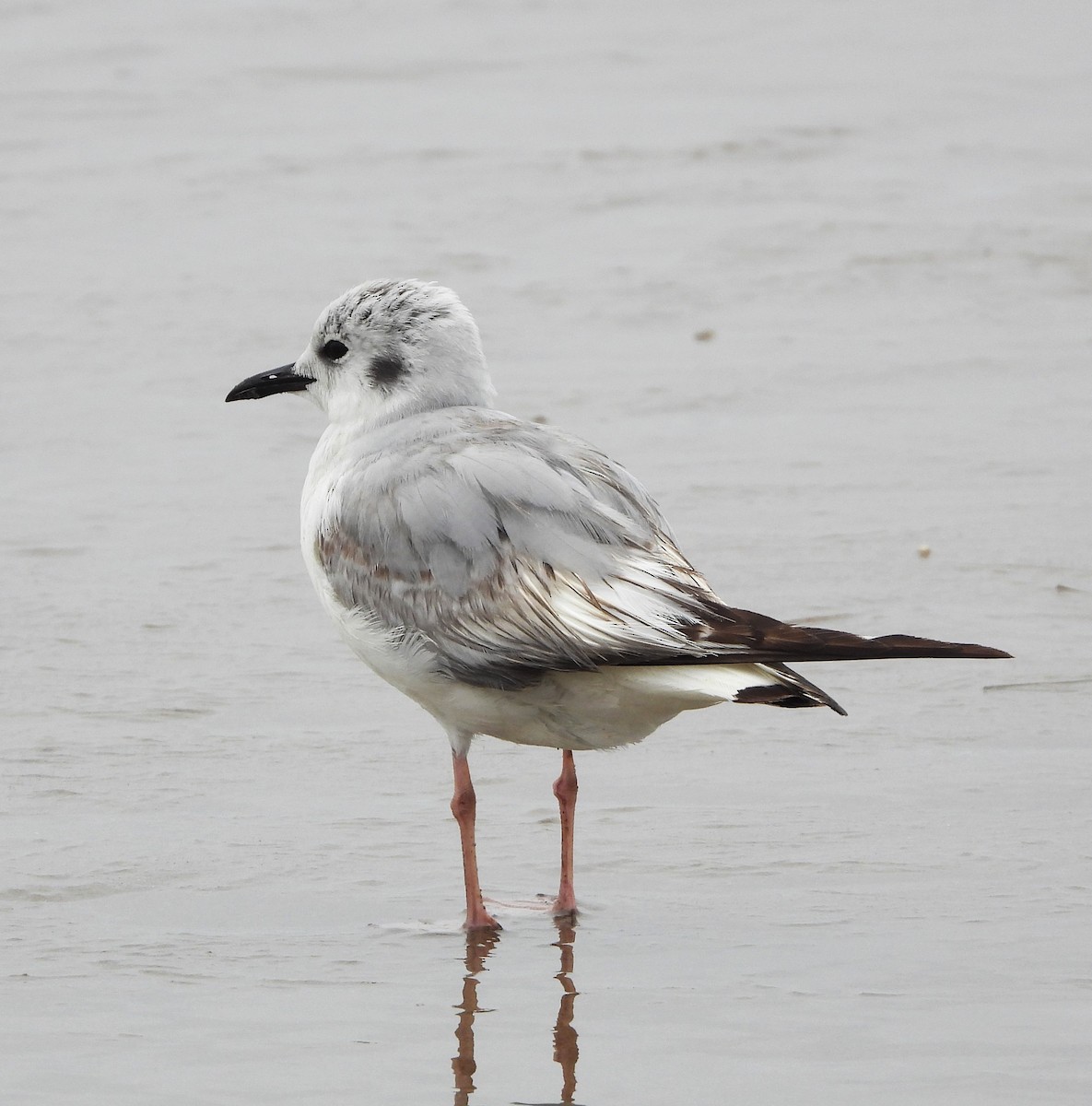 Bonaparte's Gull - Lynn Scarlett