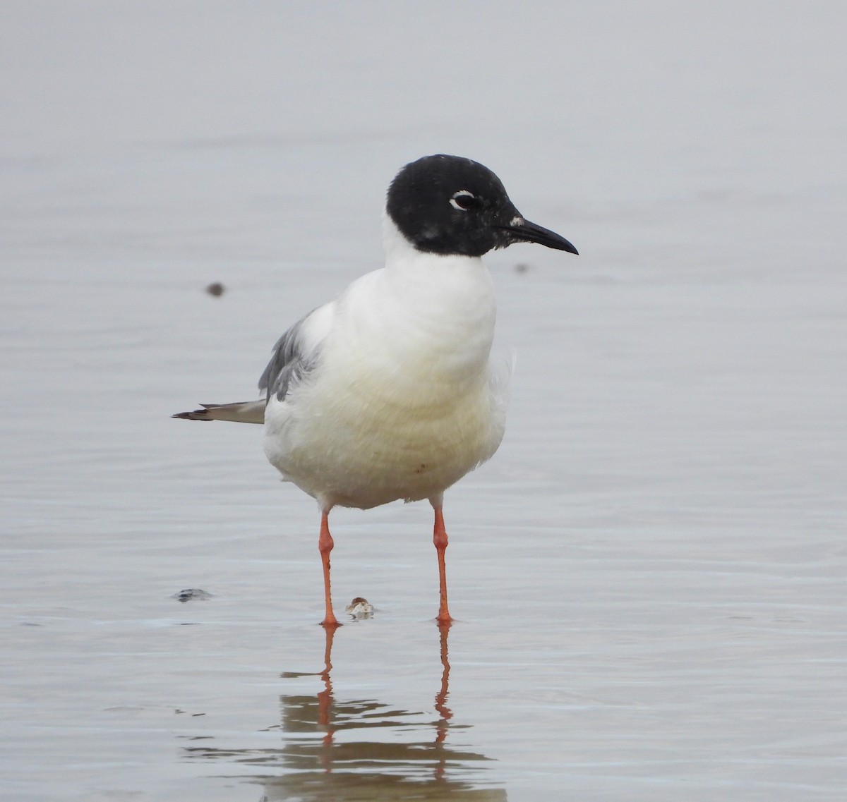 Bonaparte's Gull - Lynn Scarlett