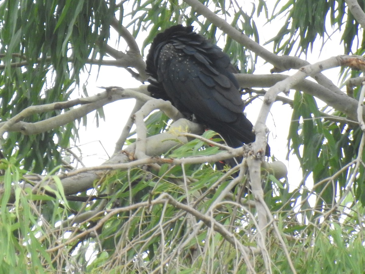 Red-tailed Black-Cockatoo - Monica Mesch