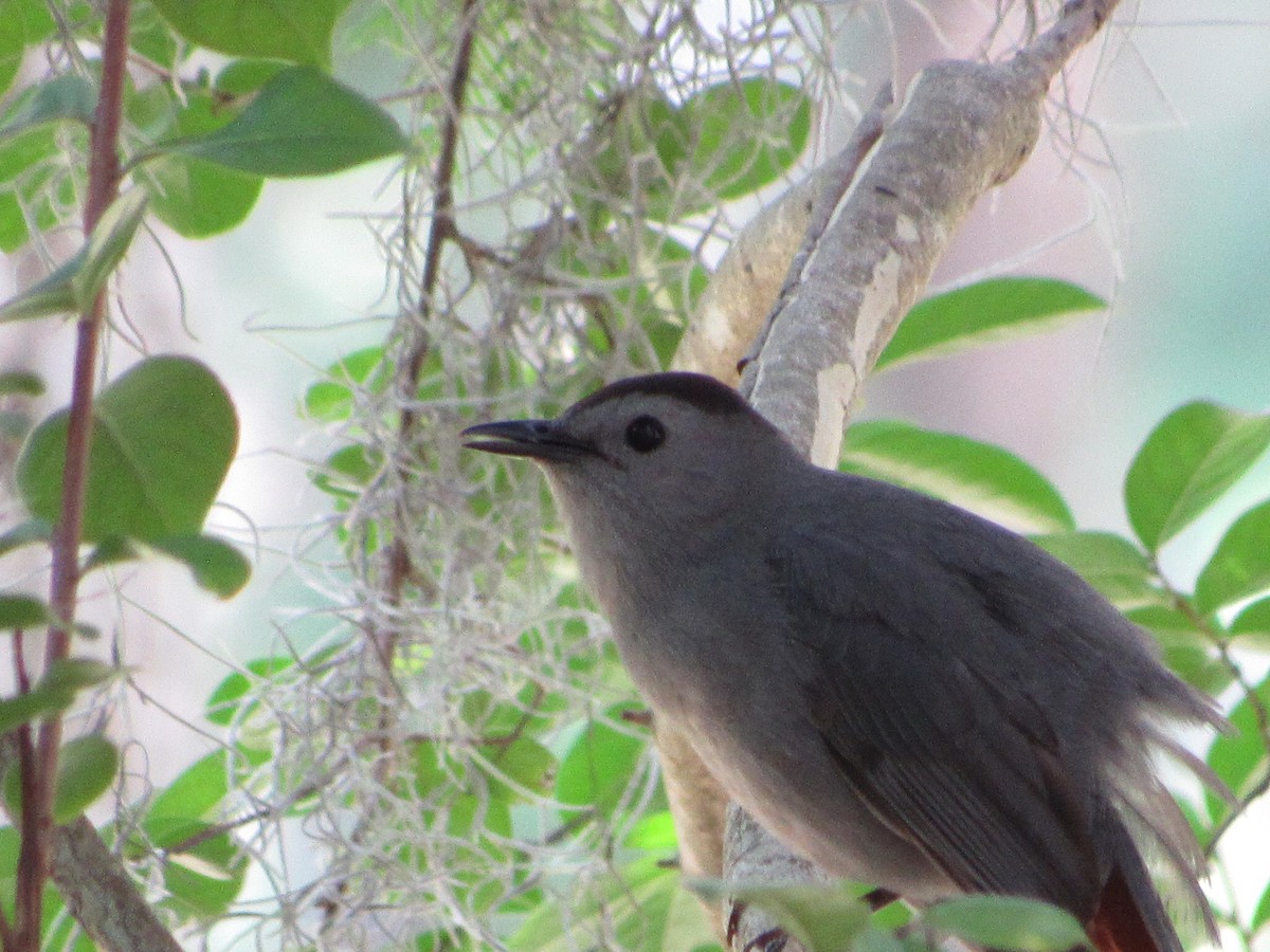 Gray Catbird - jerry hutchinson