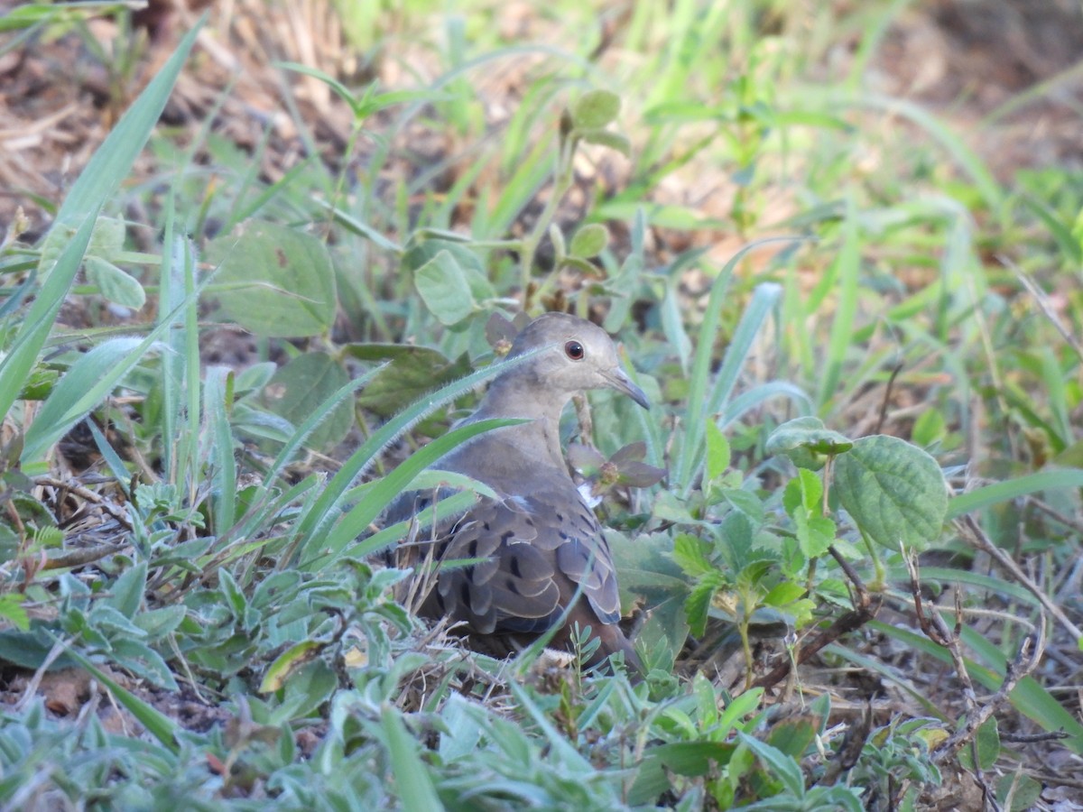 Ruddy Ground Dove - Iza Alencar