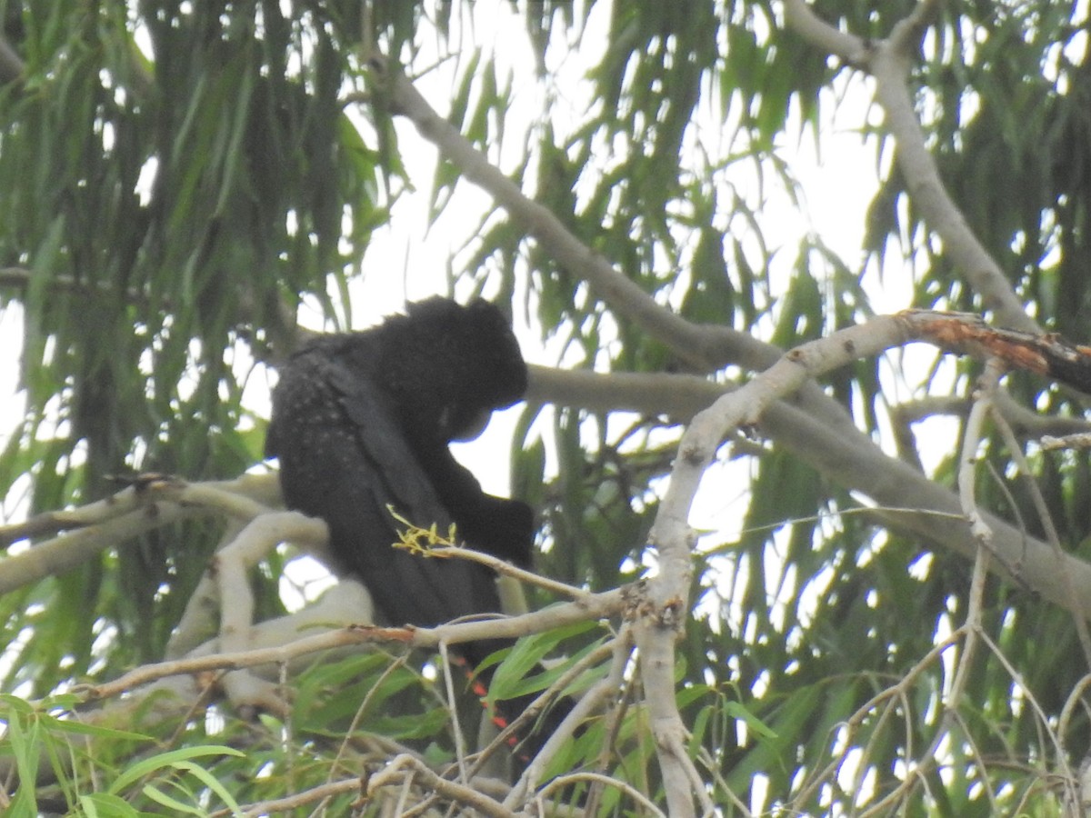 Red-tailed Black-Cockatoo - Monica Mesch