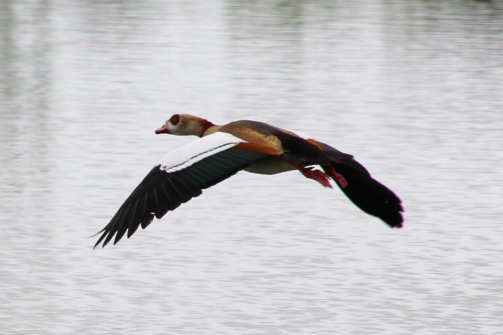 Egyptian Goose - Nick Krolikowski