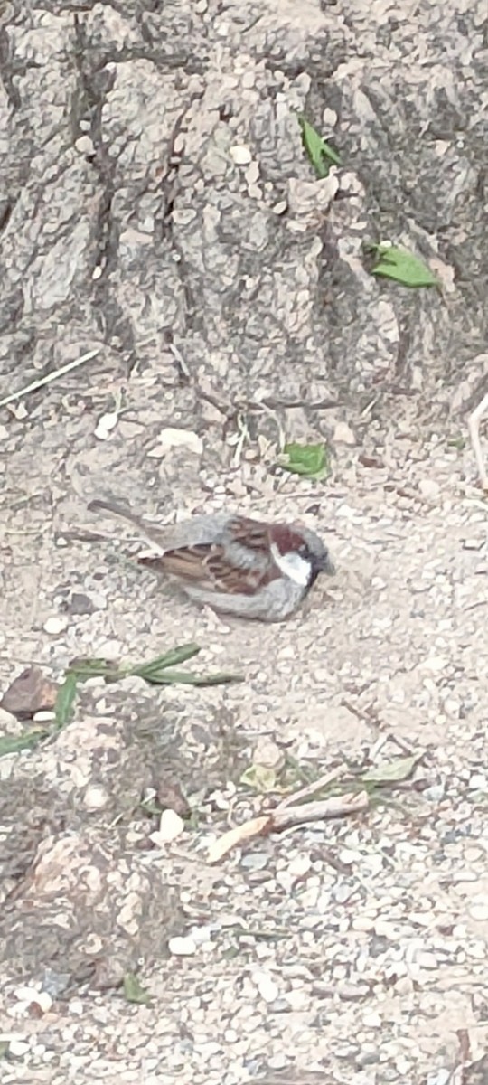 House Sparrow - Stefano Zanon