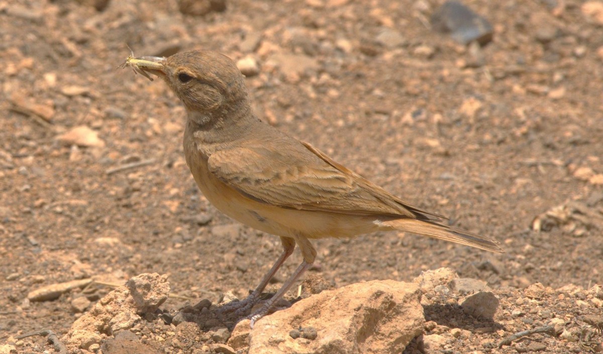 Bar-tailed Lark - ML619637631