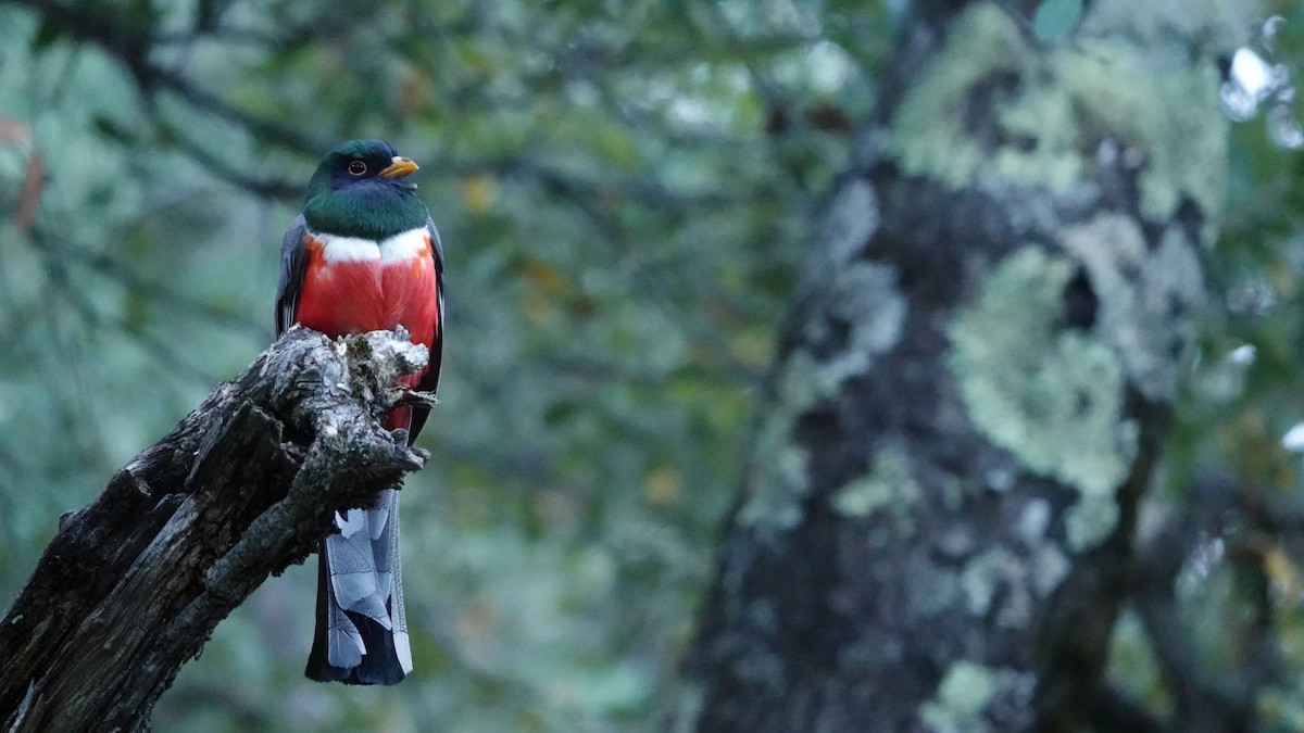 Elegant Trogon - leo wexler-mann