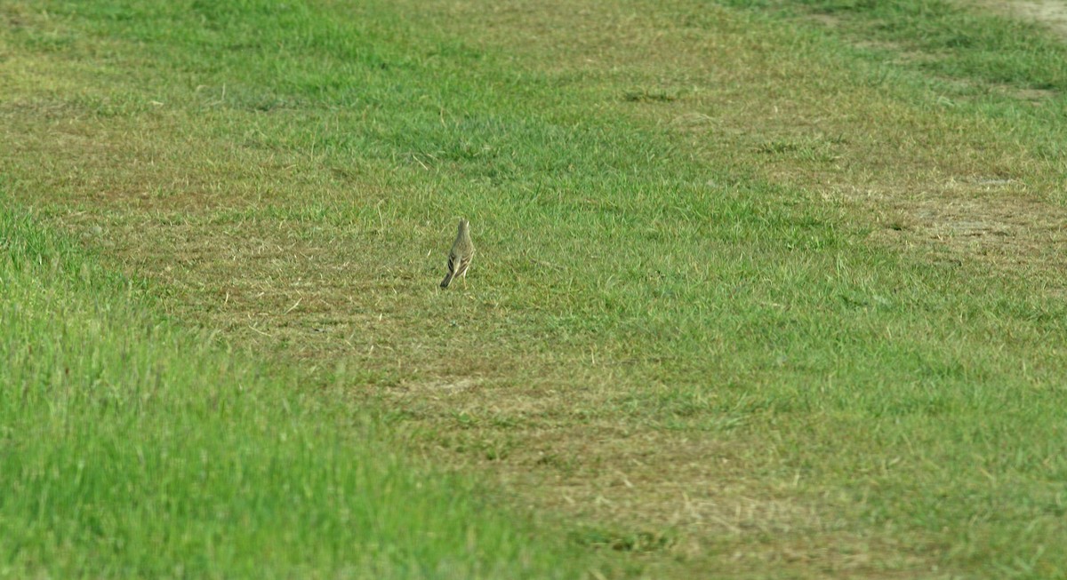 Tawny Pipit - Andrew Steele