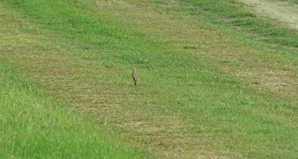 Tawny Pipit - Andrew Steele