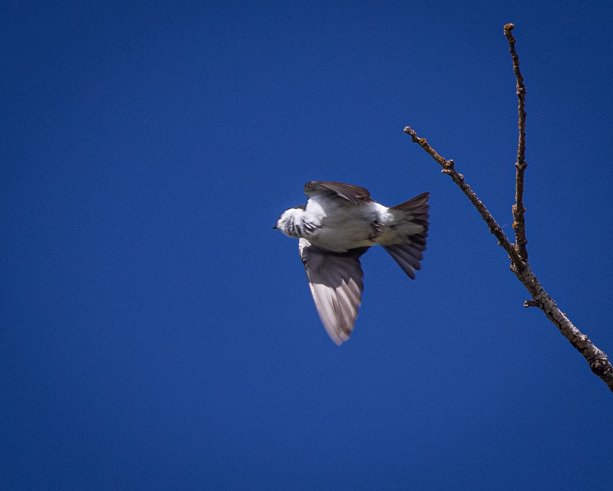 Violet-green Swallow - ML619637640