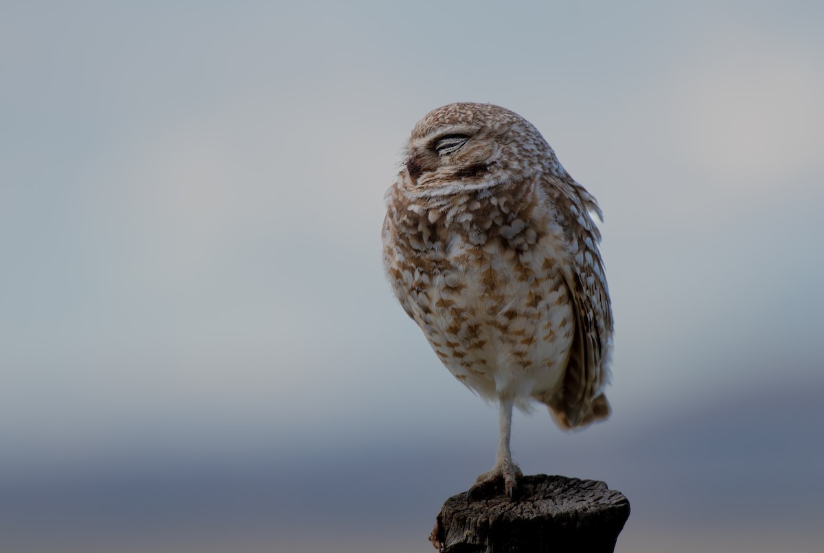 Burrowing Owl - Hillary Smith