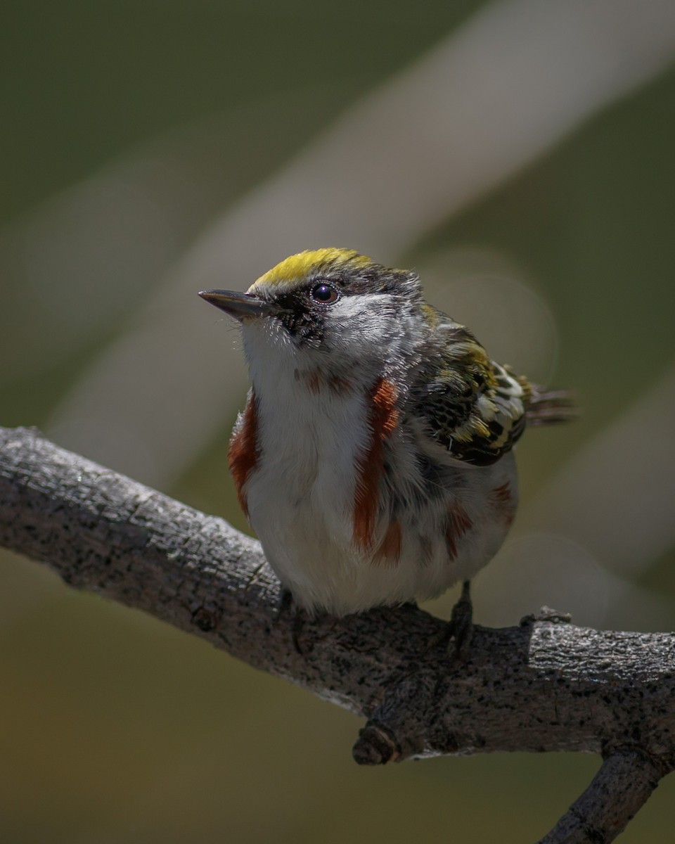 Chestnut-sided Warbler - ML619637645