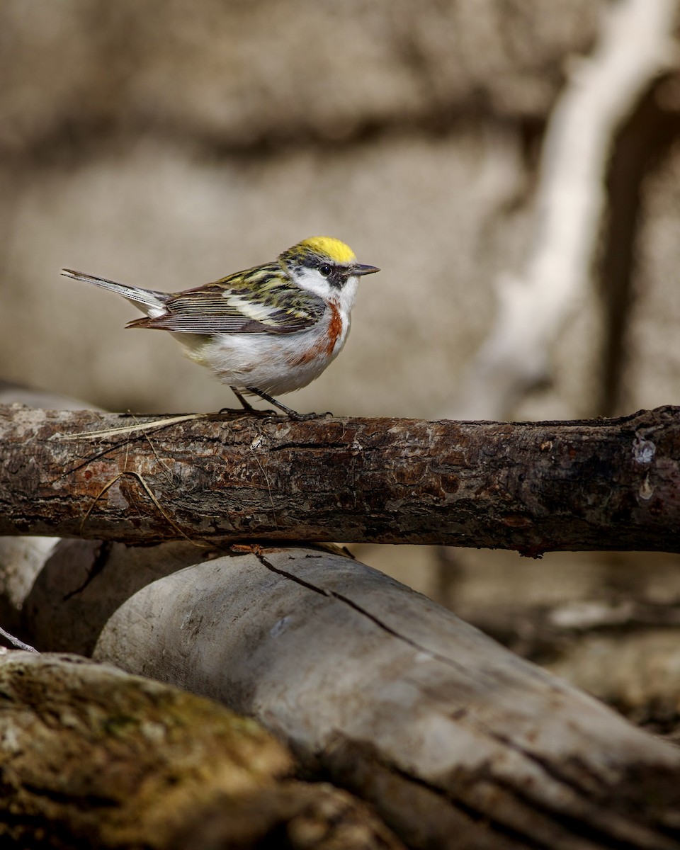 Chestnut-sided Warbler - Eric Spink