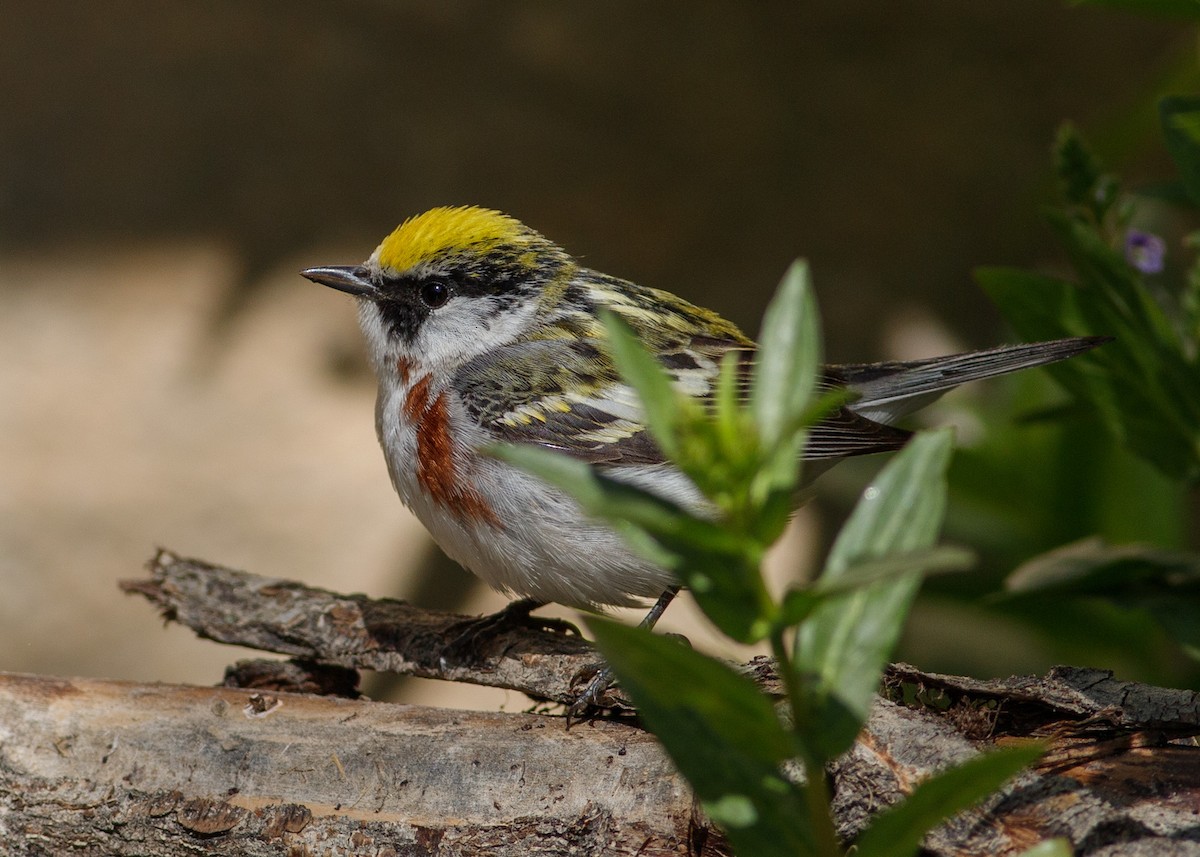 Chestnut-sided Warbler - ML619637648