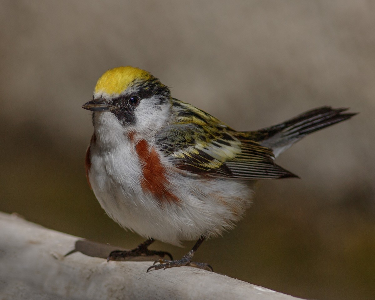 Chestnut-sided Warbler - ML619637649