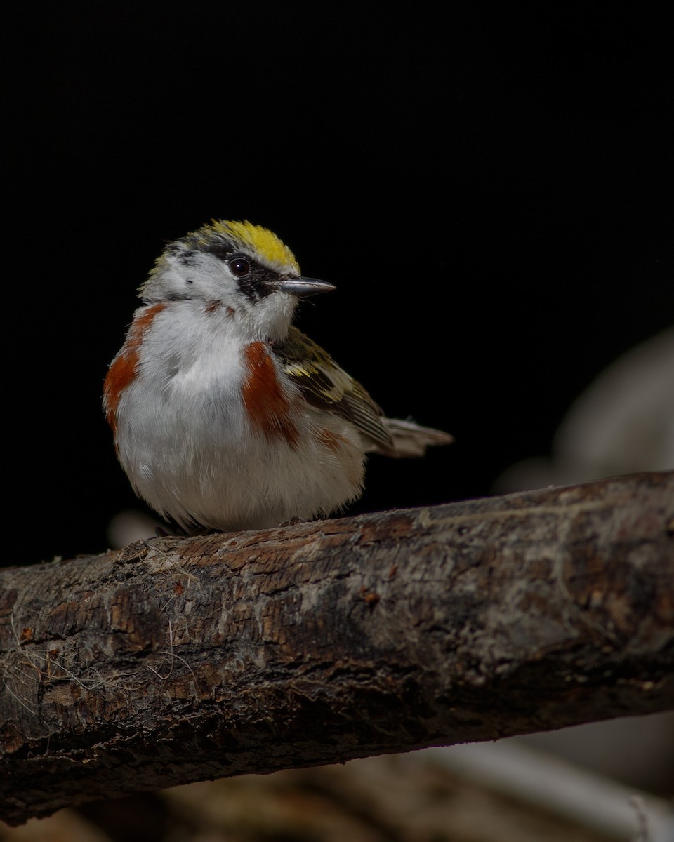 Chestnut-sided Warbler - ML619637650