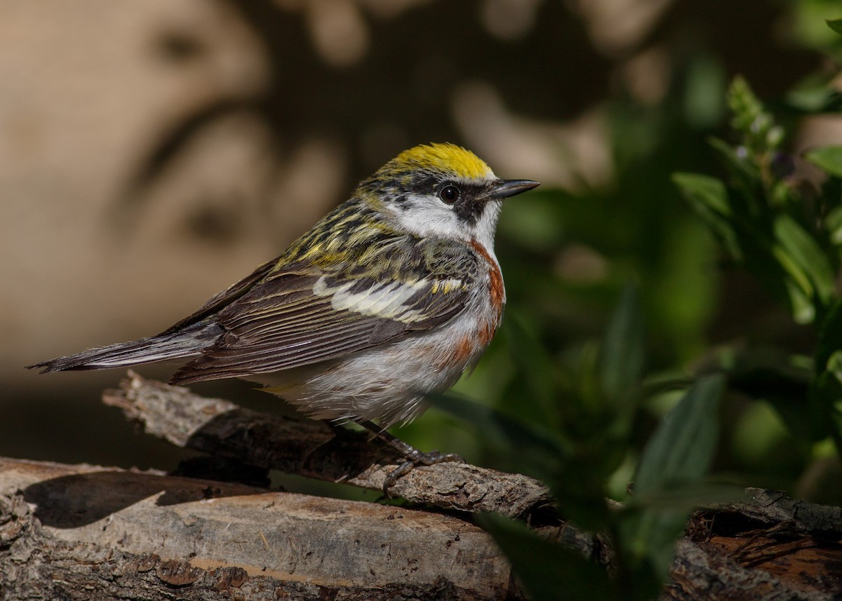 Chestnut-sided Warbler - ML619637652