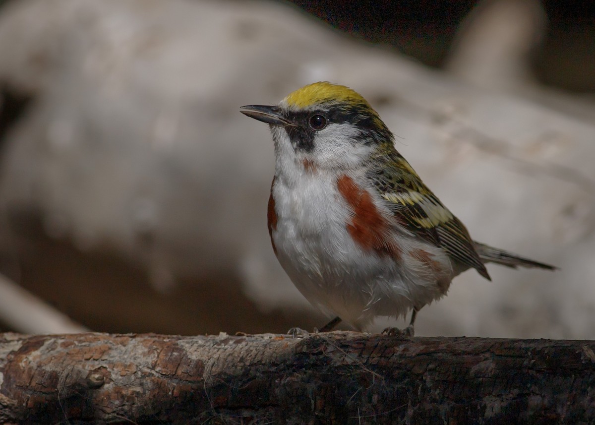 Chestnut-sided Warbler - ML619637653