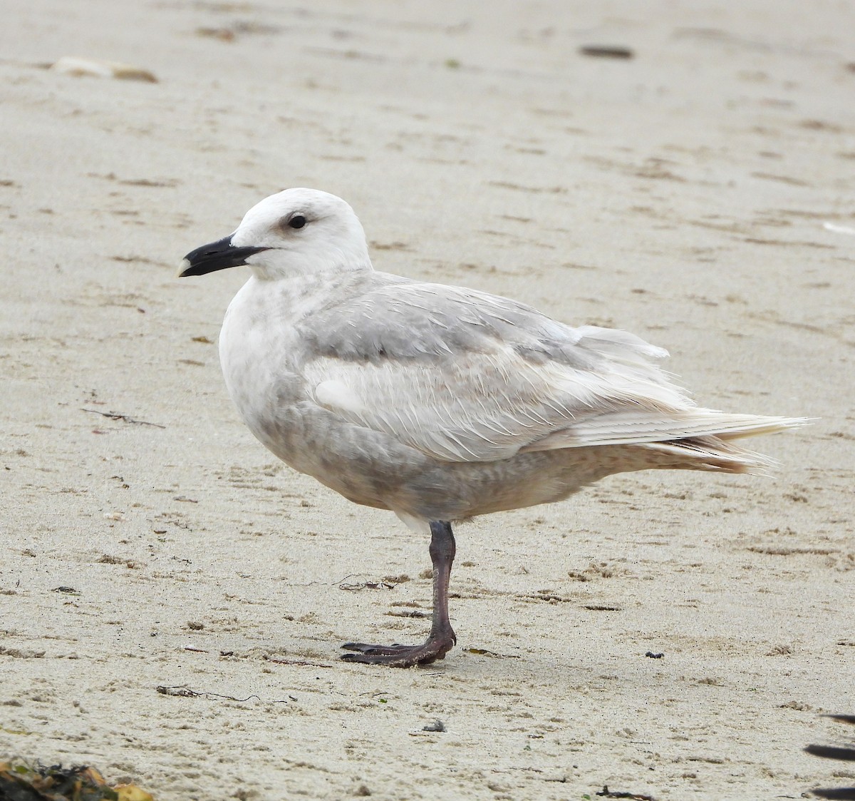 Glaucous-winged Gull - Lynn Scarlett